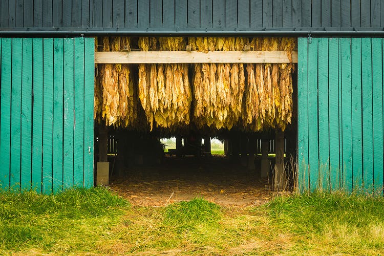 cigar tobacco hanging in a curing barn how cigars are made