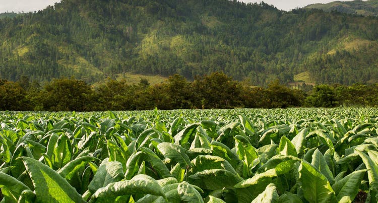cigar advisor essential guide to cohiba - tobacco field with mountains in the background