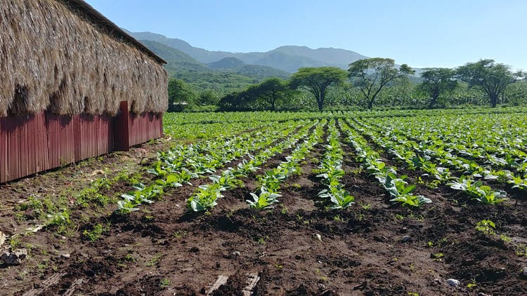 cigar advisor top 10 best dominican cigars - dominican republic farm with tobacco, barn, and lush mountains in the background