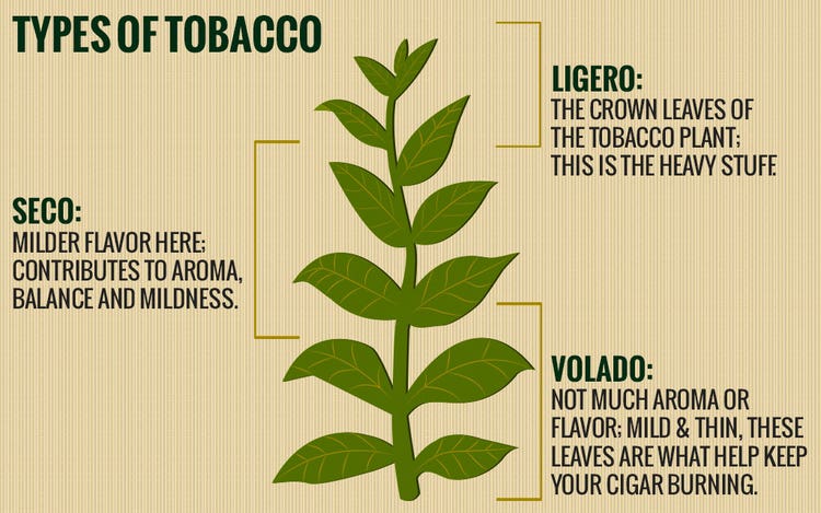 Parts of a tobacco plant