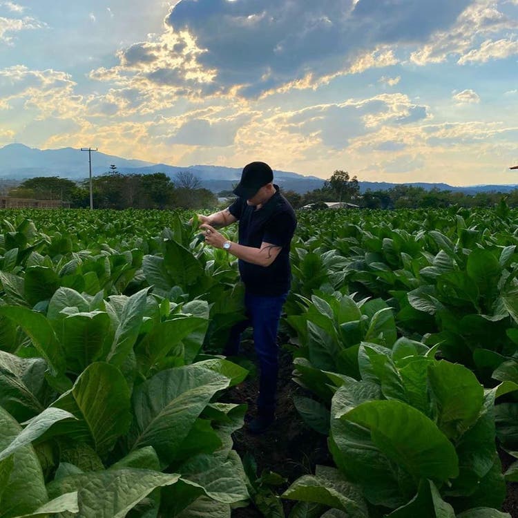 AJ Fernandez cigars guide AJ Fernandez in tobacco field
