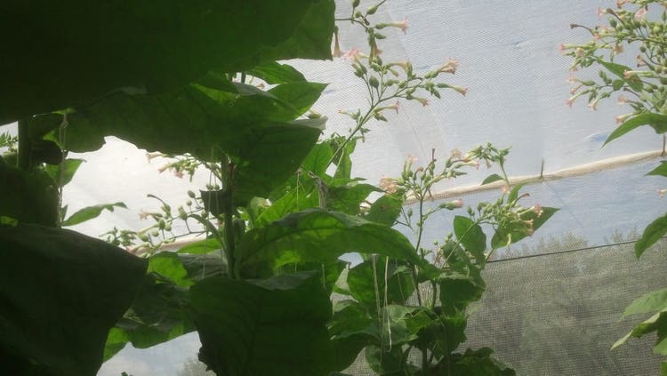 Connecticut Shade tobacco growing under cheesecloth or tapado in the field