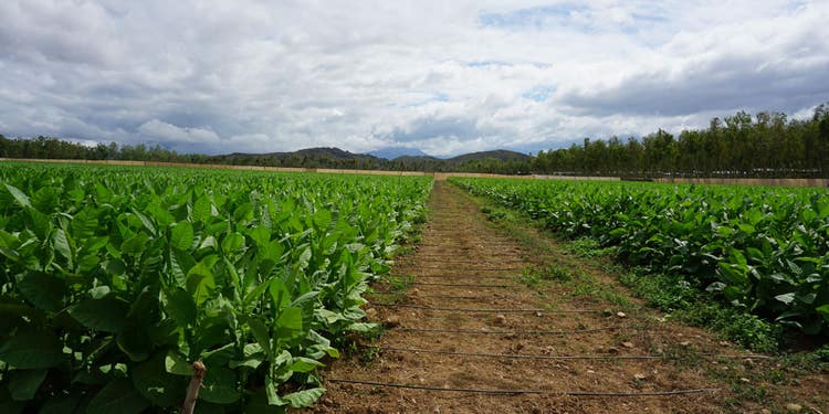Asylum cigars guide Asylum Cigar Review CLE tobacco field - Bayer Cropscience certified