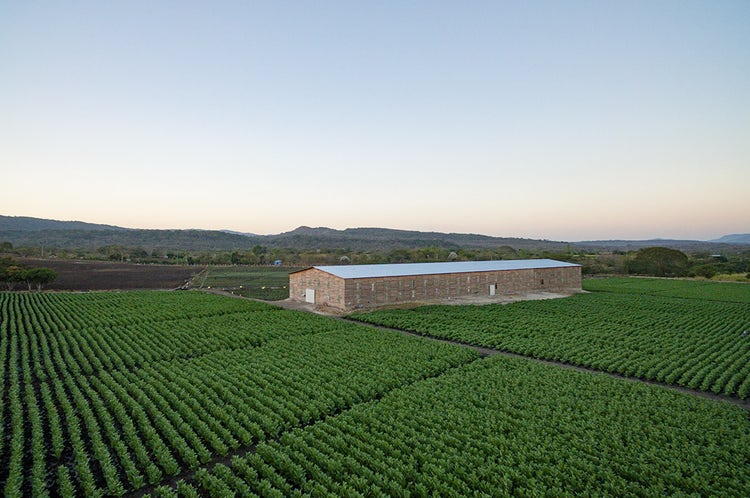 AJ Fernandez cigars guide tobacco curing barn Nicaragua