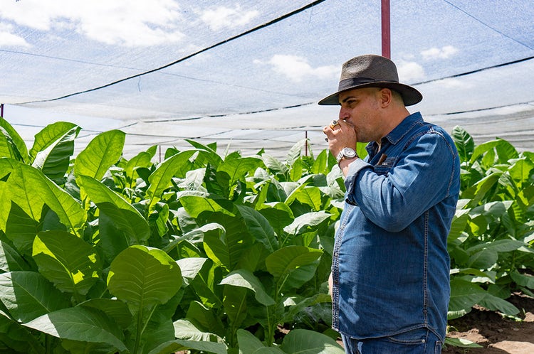 AJ Fernandez cigars guide AJ under tobacco shade