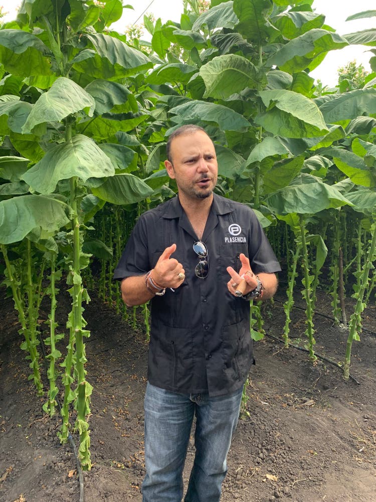 master blenders podcast interview nestor plasencia jr tobacco field image