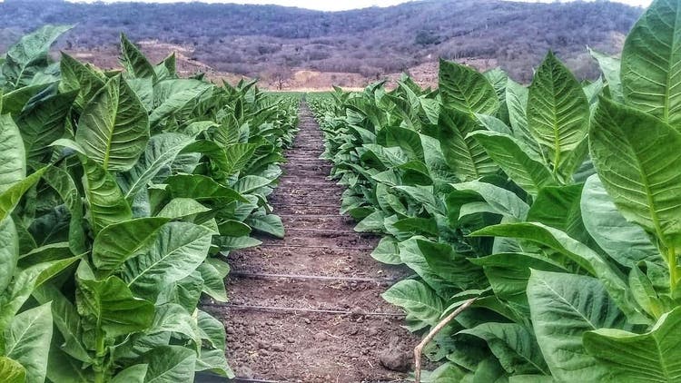 Aganorsa Leaf tobacco growing in a Nicaraguan field
