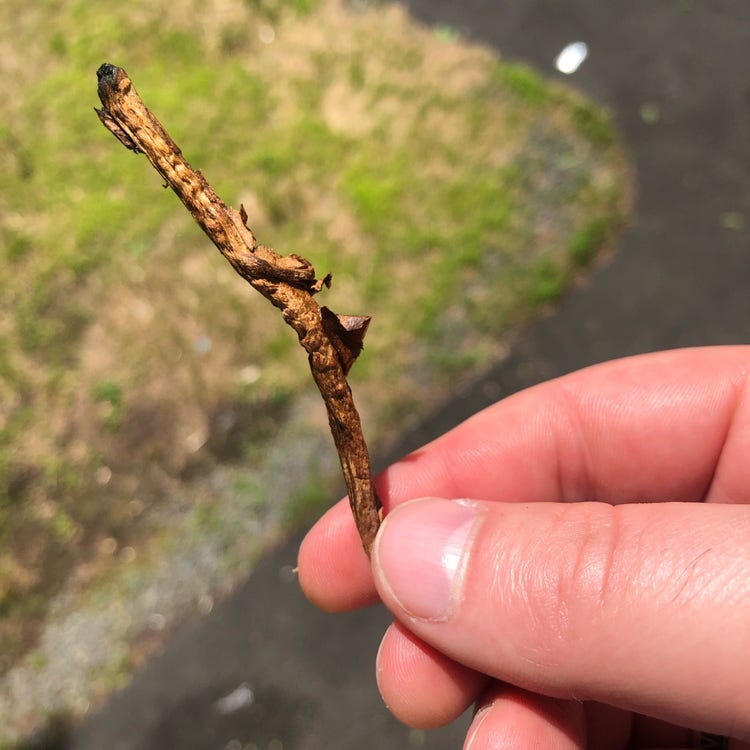how to deal with a cigar with a tight draw twig stem or plug tobacco
