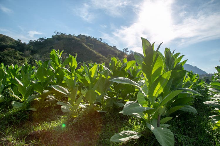 Flor de Copan cigar tobacco growing in Honduras