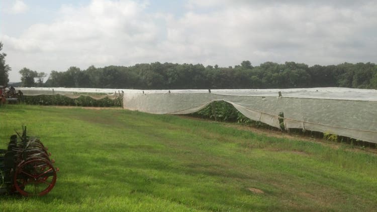 cigar advisor top 5 american cigars - Tobacco field in Connecticut with cheese cloth shade over top