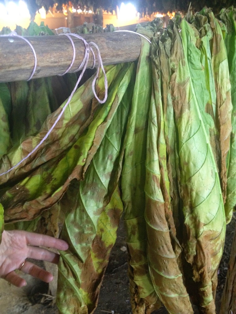 curing binder tobacco leaves