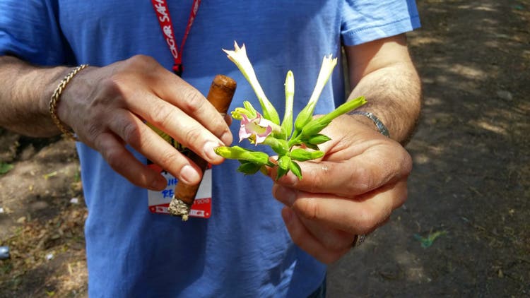 5 things about maduro cigars topped tobacco flowers