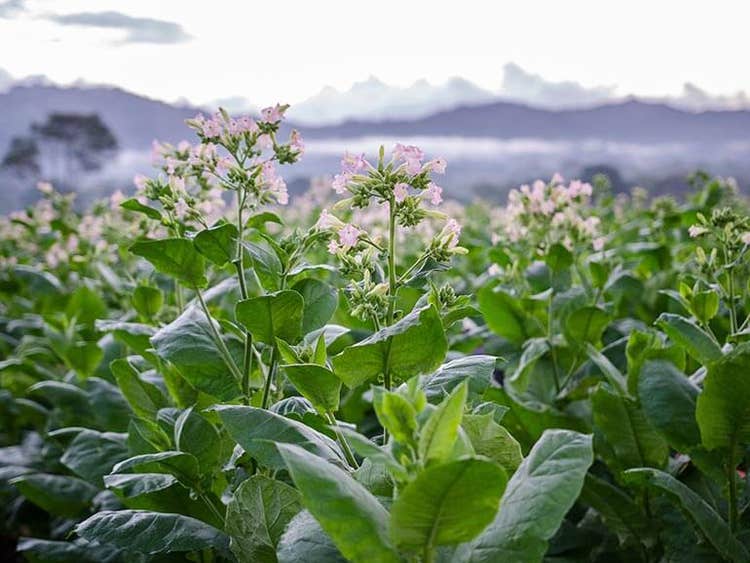 5 things about mexican san andres wrapper growing region A turrent tobacco farm