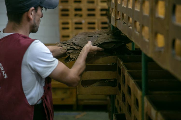 selecting cigar tobacco at Flor de Copan cigar factory in Honduras