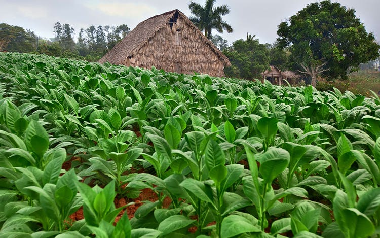 Growing Habano cigar wrappers leaves