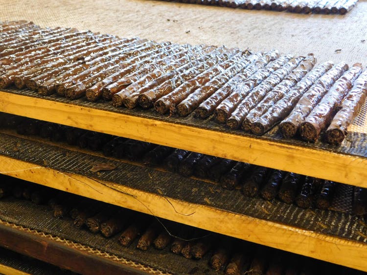 Making an American Cigar Tour of the Avanti Cigar Factory Avanti and parodi cigars on drying racks