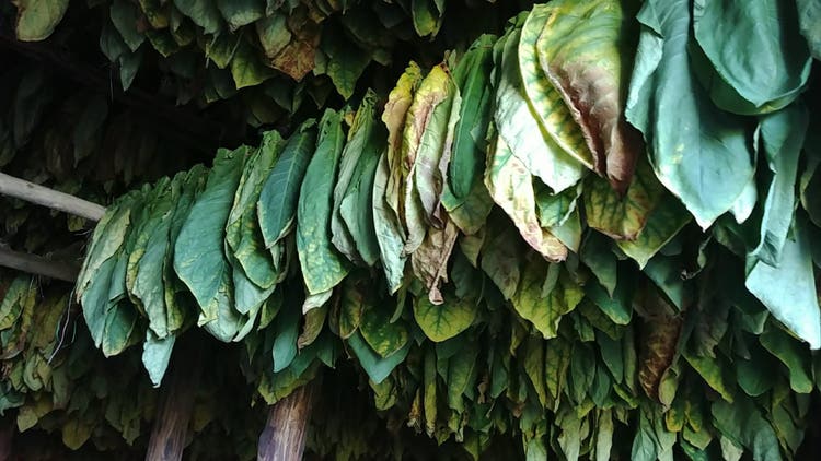 aroma of cigar tobaccos leaves hanging inside a curing barn