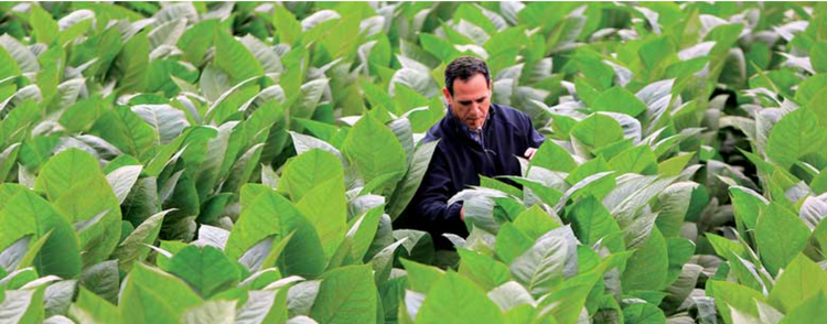 best rated Padron cigars Jorge Padron in a tobacco field