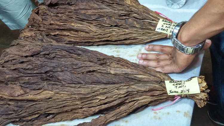 5 things about maduro cigars ct broadleaf maduro hands