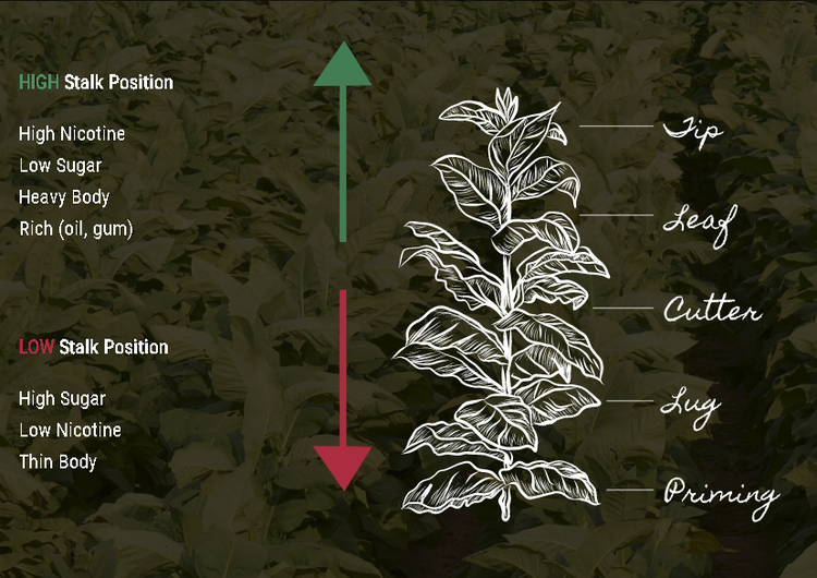 diagram of the primings of a cigar tobacco plant from Kentucky