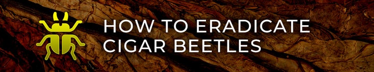 cigar advisor guide to tobacco (cigar) beetles - header 2: how to eradicate cigar beetles
