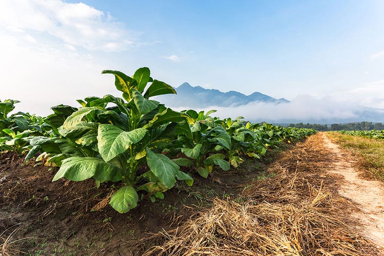 top puro cigars tobacco growing in a field