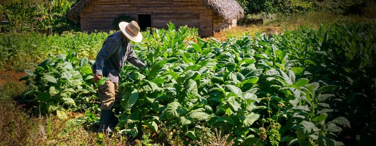 cigar advisor the difference between cigar strength and body - tobacco growing in a field