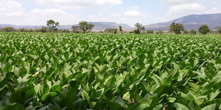 ligero tobacco fields drew estate full bodied cigars