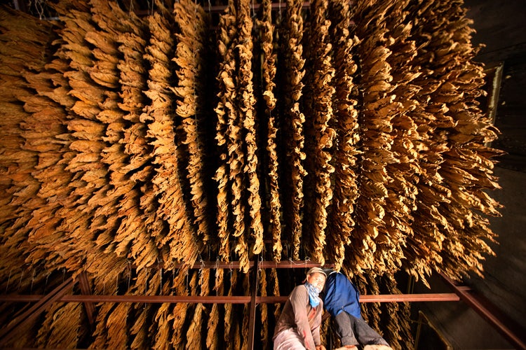 A Turrent San Andres cigar tobacco curing in a barn in Mexico