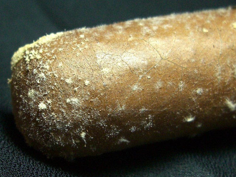 Cigar Questions Smokers are Actually Asking what's the difference between plume and mold this is what mold looks like on a cigar