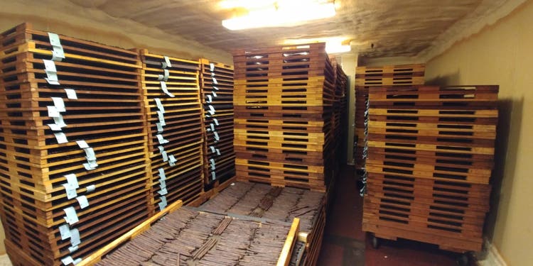 Making an American Cigar Tour of the Avanti Cigar Factory Avanti and parodi cigars in factory drying room