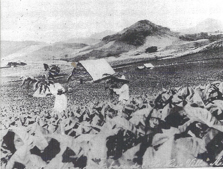 Vintage image of A Turrent San Andres tobacco farms in Mexico